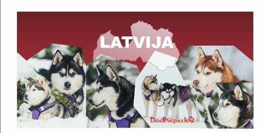 KRŪZE ar haskiju