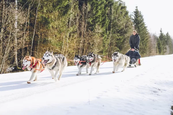 DISCOVER HUSKY