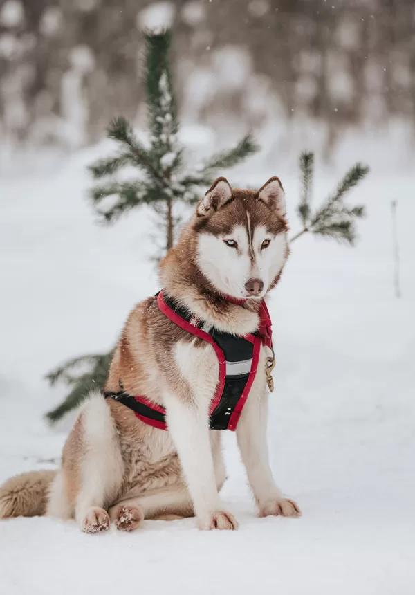 HUSKY SLEDDING RIGA